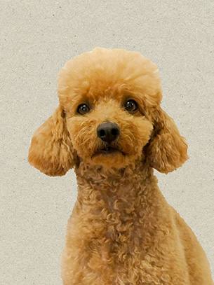 Kenzo, kontorshund hos Ortstad & Co
